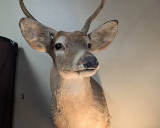 Taxidermy Deer Head