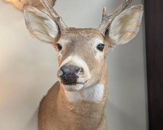 Taxidermy Deer Head