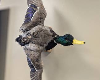 Taxidermy Duck