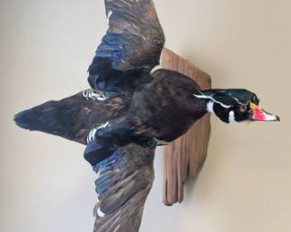 Taxidermy Duck