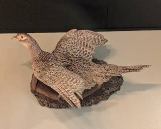 Taxidermy Pheasant