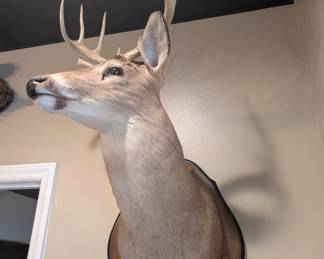 Taxidermy Deer Head