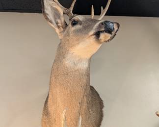 Taxidermy Deer Head