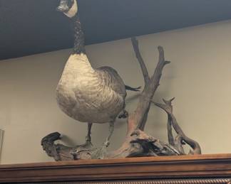 Taxidermy Goose