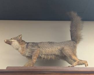 Taxidermy Fox