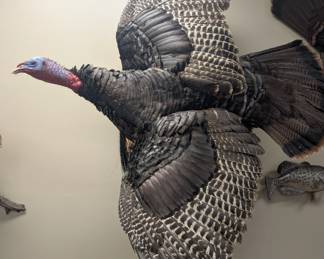 Turkey Taxidermy