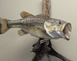 Bass Taxidermy