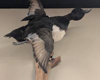 Taxidermy Duck