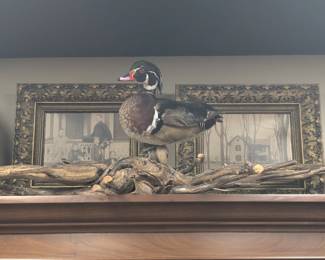 Duck Taxidermy