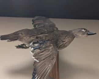Taxidermy Duck