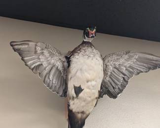 Duck Taxidermy