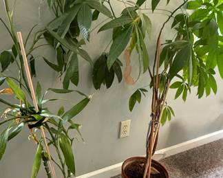 Live houseplants