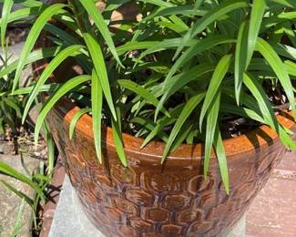 Planters with plant.