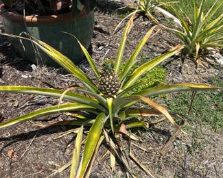 Growing Pineapple