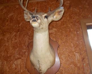 Deer mount needs  TLC
