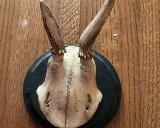 Deer antlers from a German Deer