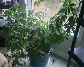 Live plants