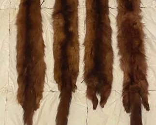 Tanned Mink Furs