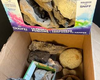 Sea Shells, Rocks Driftwood 
