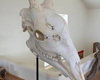 Spectacular giraffe skull with custom stand
