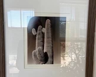 Nicholas Trofimuk (NM 1940-) 'Saguaro No.16' silver gelatin photograph, sight 19 1/2" x 16 1/4", 19" x 16" framed
