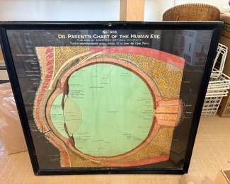 F.A. Hardy 1920s Dr Parents Chart of the Human Eye