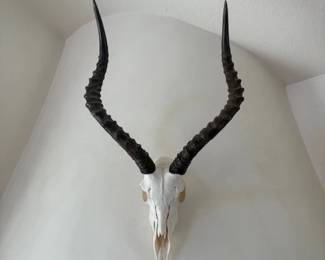 Impala skull