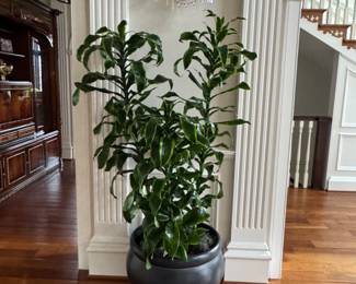Many mature plants throughout the home