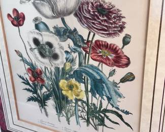 Botanical Prints after Jane Webb Loudon
