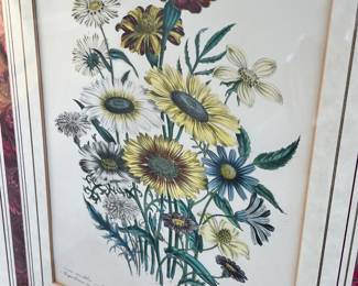Botanical Prints after Jane Webb Loudon