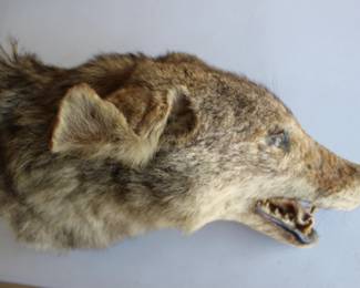 Coyote mounted head, ready to hang