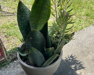 Love this Plant in a Pot