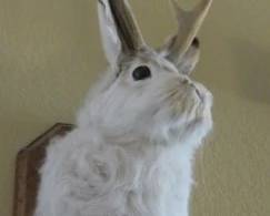 Jackalope Taxidermy Mount