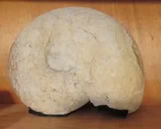 Large Fossilized Ammonite