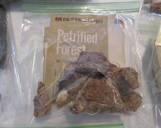 Petrified Wood from the Forest in Flora, Mississippi 