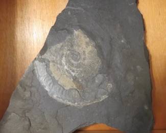 Ammonite Fossil Preserved in Rock