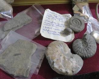 Ammonites