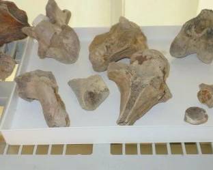 Fossilized Vertebra, Jaw Bones