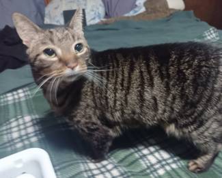 See - Zoey is already looking! (My cat is STILL not for sale)