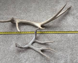 Deer Antler Antlers Horns