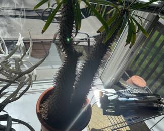 Prickly house guest