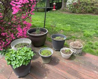 Potted plants