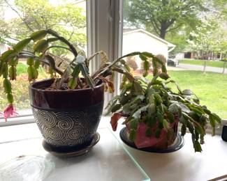 Assortment of potted plants