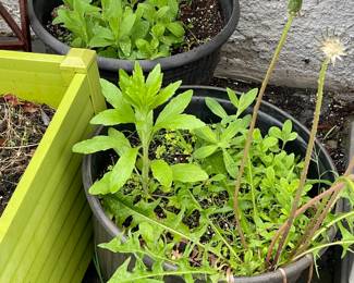 Planters