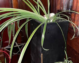 Plant In Plant Stand