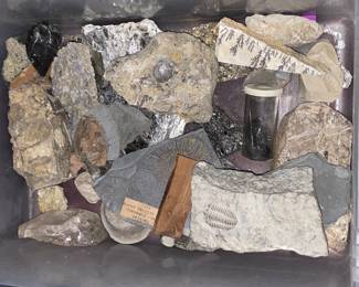 Genuine Fossils & Specimens