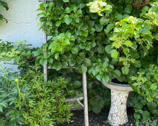 Garden Ladder