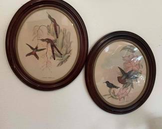 Gould Hummingbird Prints