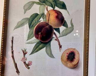 Framed botanical art print of peaches