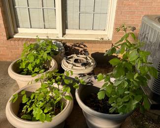 plants gallore